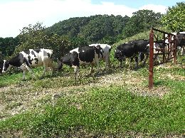 黒沢牧場の牛たち